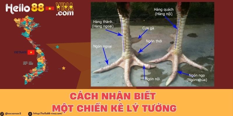 Cách Nhận Biết Một Chiến Kê Lý Tưởng