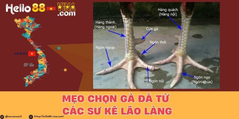 Mẹo Chọn Gà Đá Từ Các Sư Kê Lão Làng