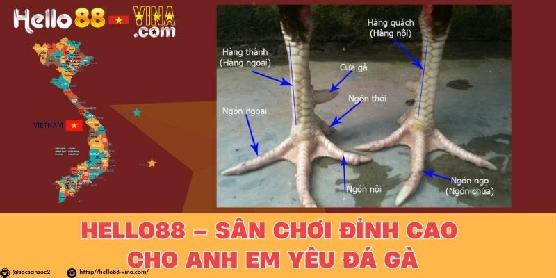 Hello88 – Sân Chơi Đỉnh Cao Cho Anh Em Yêu Đá Gà