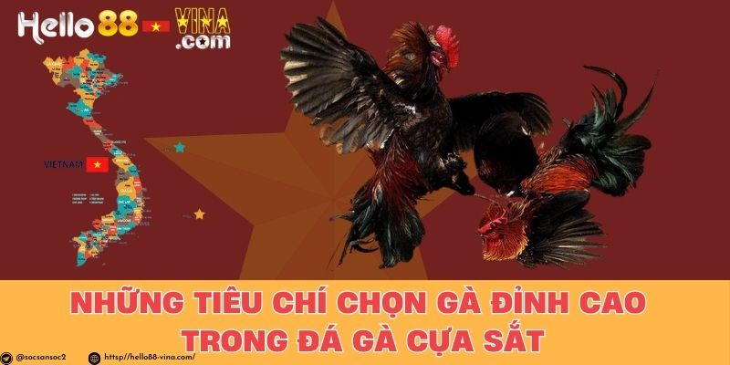 Những Tiêu Chí Chọn Gà Đỉnh Cao Trong Đá Gà Cựa Sắt