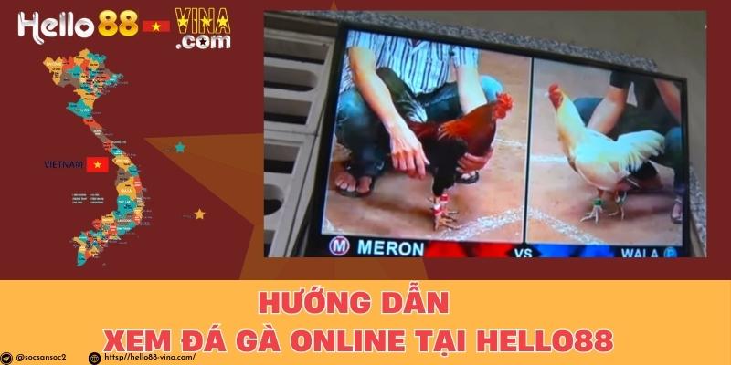 Hướng Dẫn Xem Đá Gà Online Tại Hello88