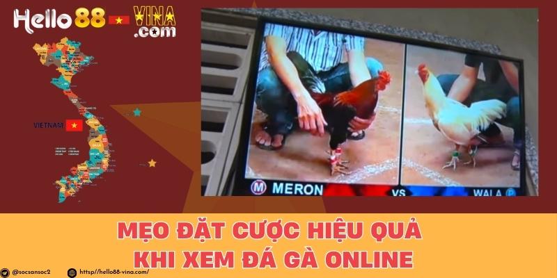 Mẹo Đặt Cược Hiệu Quả Khi Xem Đá Gà Online